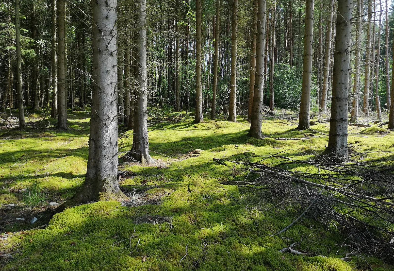 Frau bei einer fachlichen Besprechung im Wald